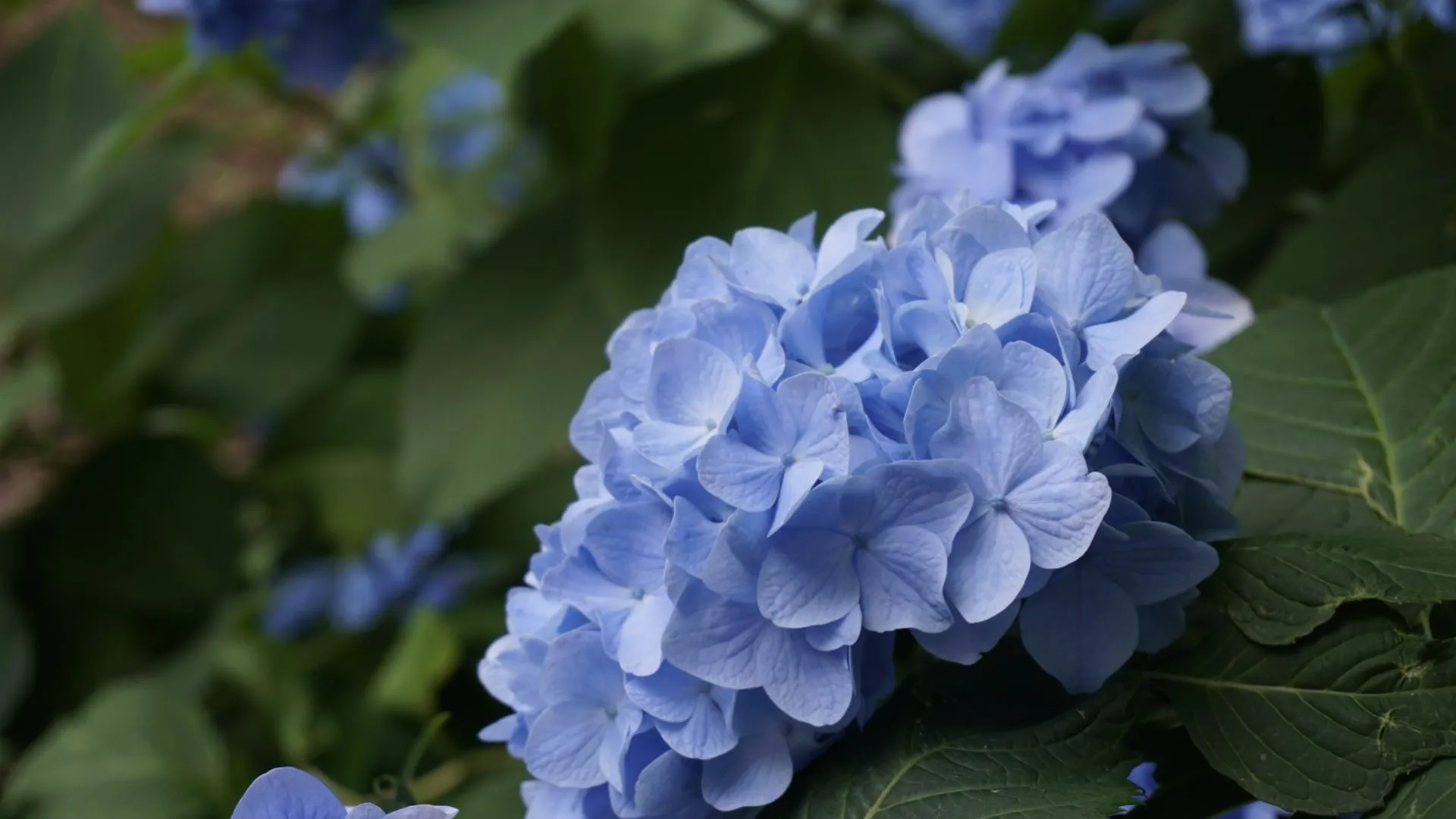 紫陽花